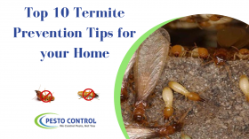 Termite Control in Jaipur