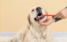 Pet Dentistry
