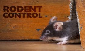 Rat | Mice | Rodent Control Service 