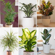 Buy any kind of Plants India (Indoor/Outdoor) 