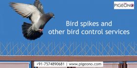 Bird spikes and other bird control services- Pigeo