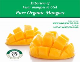 Online Kesar Mango at Savanifarms