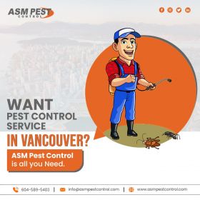 Pest Control in Surrey,  Pest Control in Vancouver