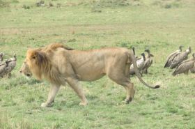 Face-off with Africa Big 5 at Masai Mara Safari