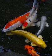 Standard Grade Assorted Koi Fish (2″-3″ in size)