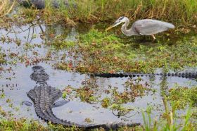 Wildlife | Everglades Airboat Excursion