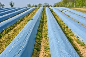 Agricultural Mulch Film