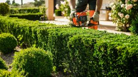 Hedge Trimming Services in Poole 