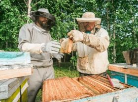 Are you tired of Bees?