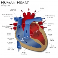 Liver Transplantation 