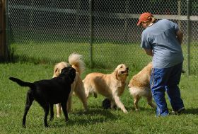 Dog Training Boston