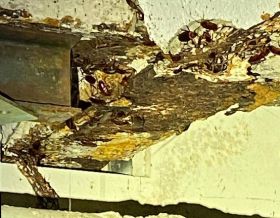 Seasonal Pest Management