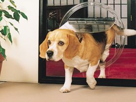 Pet Door Installation in Perth