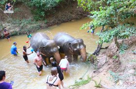 Cambodia Elephant Sanctuary Includes Hotel Pickup 