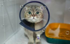 Pet Surgery