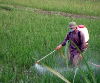 Agro Chemicals & Dyes