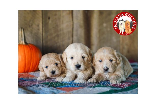 English Cream Golden Retriever Puppies for Sale: Family-Raised, AKC Registered