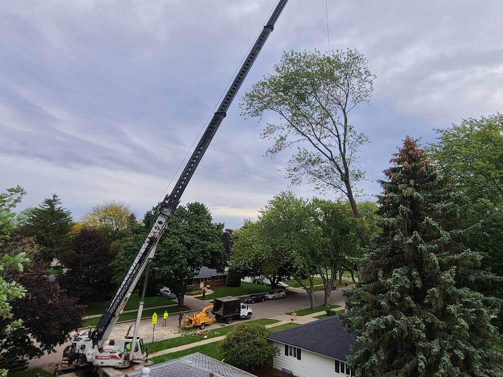 Best Tree Care Service in Milton, Wisconsin