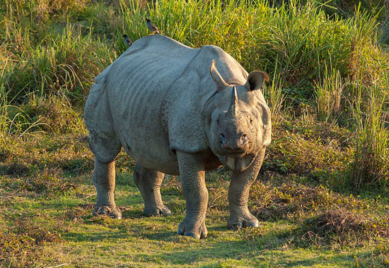 Tour Operator For Assam in Kolkata