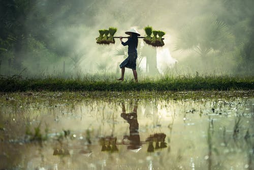 Organic Smile: Elevating Your Organic Food Experience