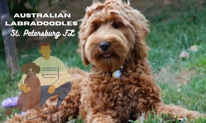 Get Australian Labradoodles in St Petersburg, Florida