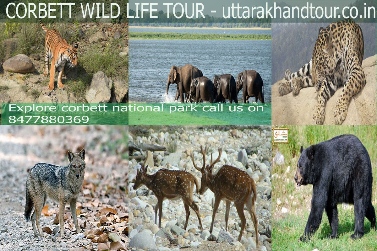 jim corbett tour travels