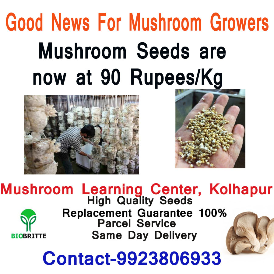 Mushroom Seeds/Mushroom spawn are available- Courier Service