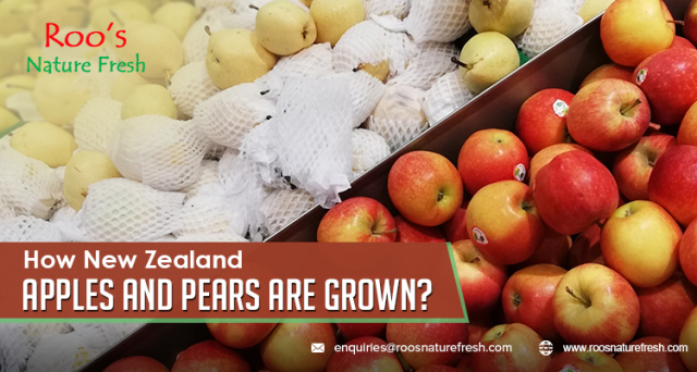 Get the Juiciest Pears from The New Zealand Apple and Pear Exporters