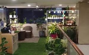 Smart, Hassle-Free Office Plant Rental in Mumbai – Greenlands