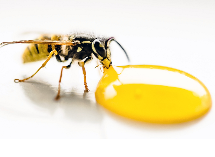 Pest Control in Nagpur