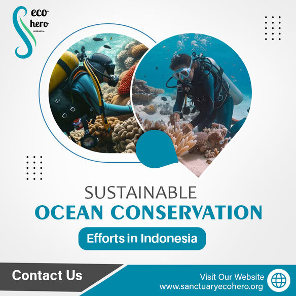 Sustainable Ocean Conservation Efforts in Indonesia