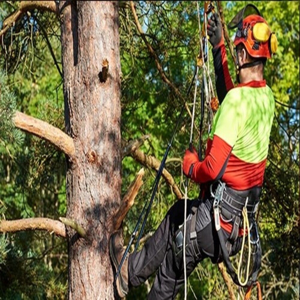 Professional Tree Lopping Services in Sydney