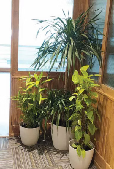 Affordable Plant Rental Services for Offices & Events – Greenlands