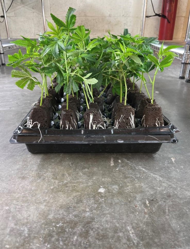 Healthy And Beauty Clones.