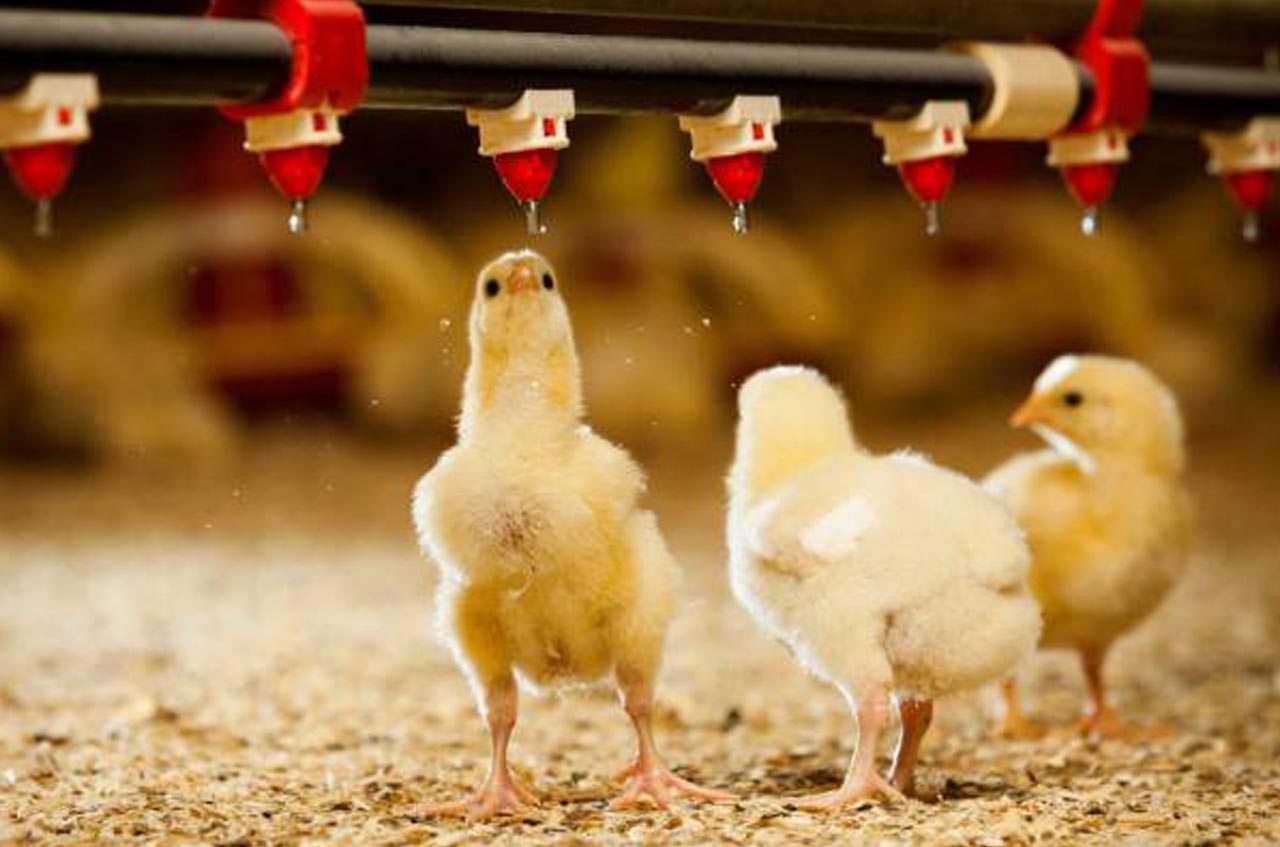 Best Poultry Farm Management Software
