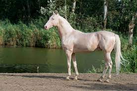 Have you ever seen a Hairless Horse ? | Iscream Sundae
