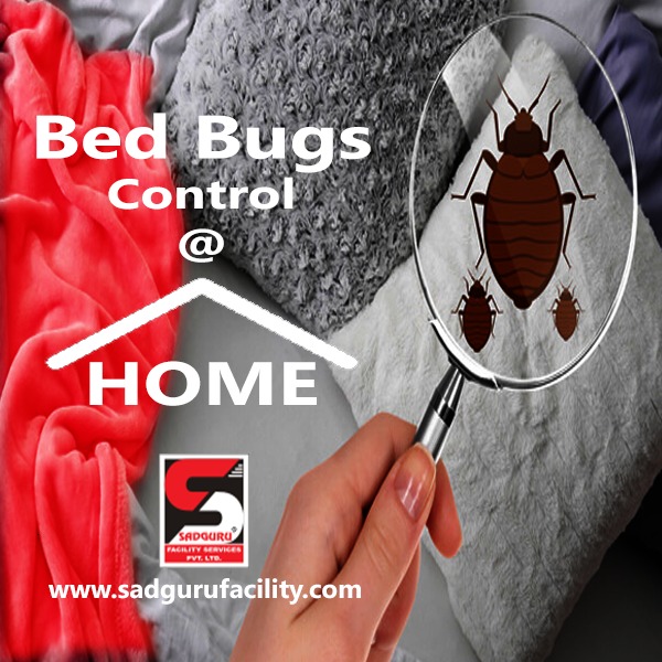 Pest Control Services in Mumbai – Sadguru Pest Control