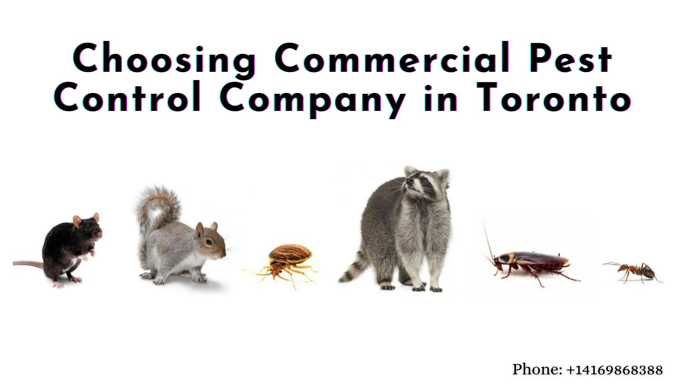 Best Pest Control Company in Toronto