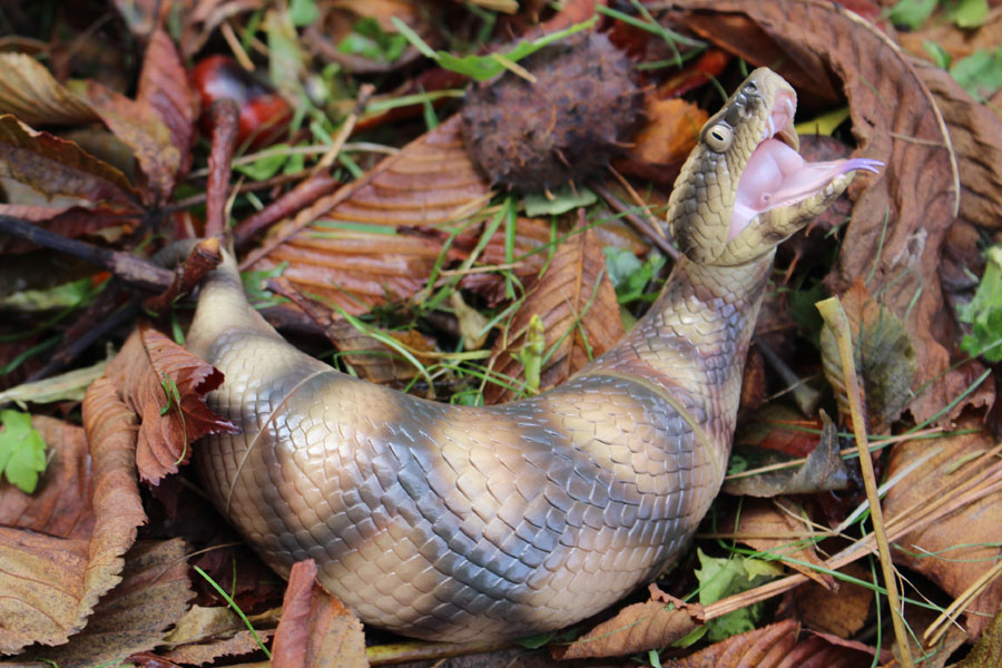 Everything To Know About The Tsuchinoko the creepy creature | Iscream Sundae