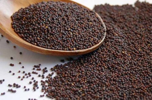 Buy Mustard seed Wholesale online | Vyom overseas