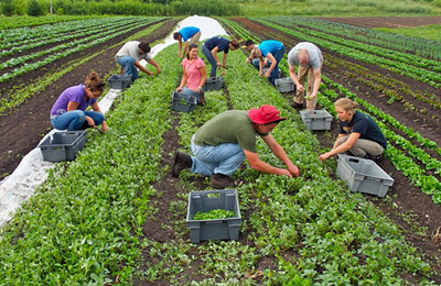 Agriculture Business Plan in India
