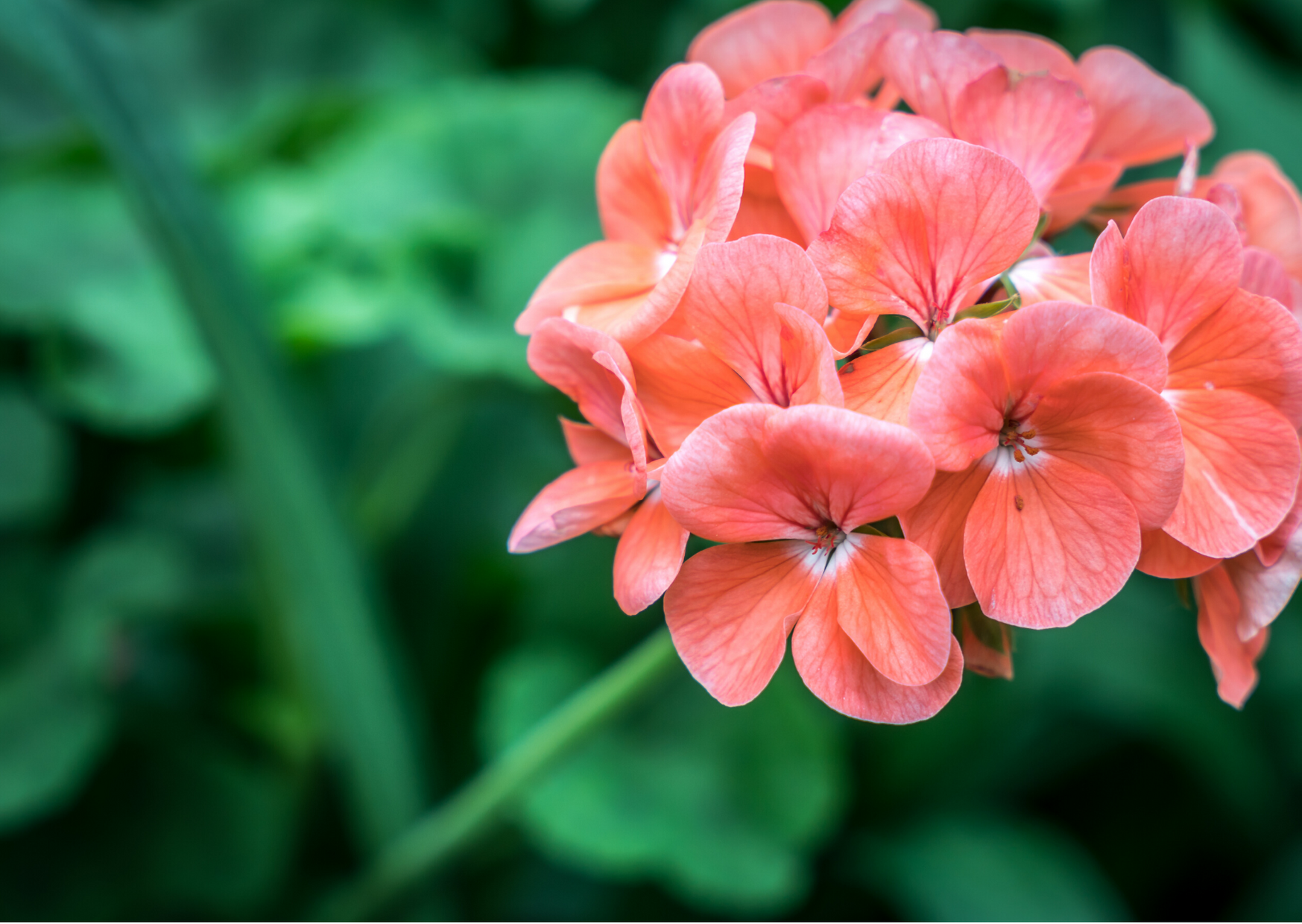 Buy Geranium Essential Oil Online from India
