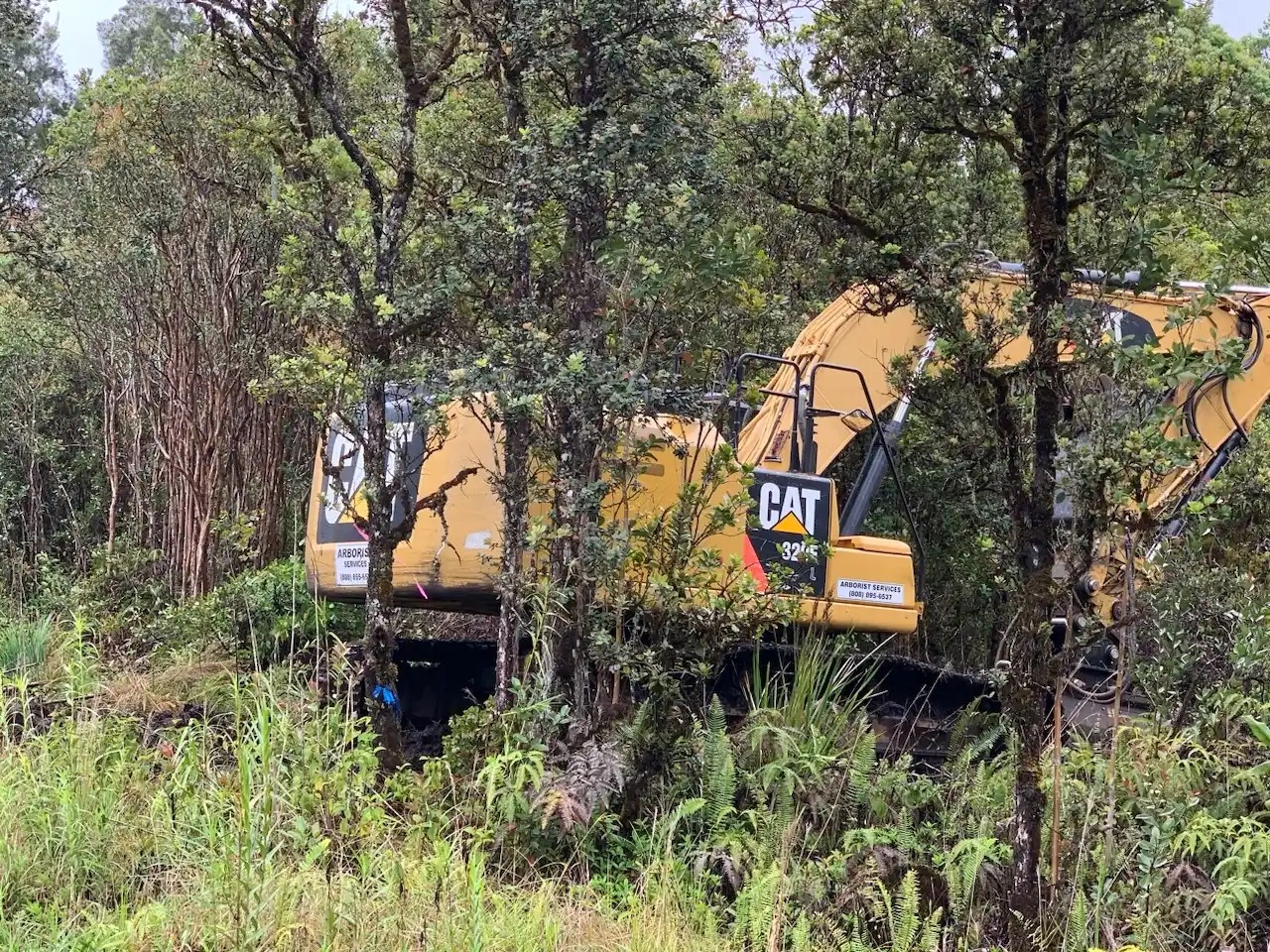 Tree Cutting and Mulching – Arborist Services