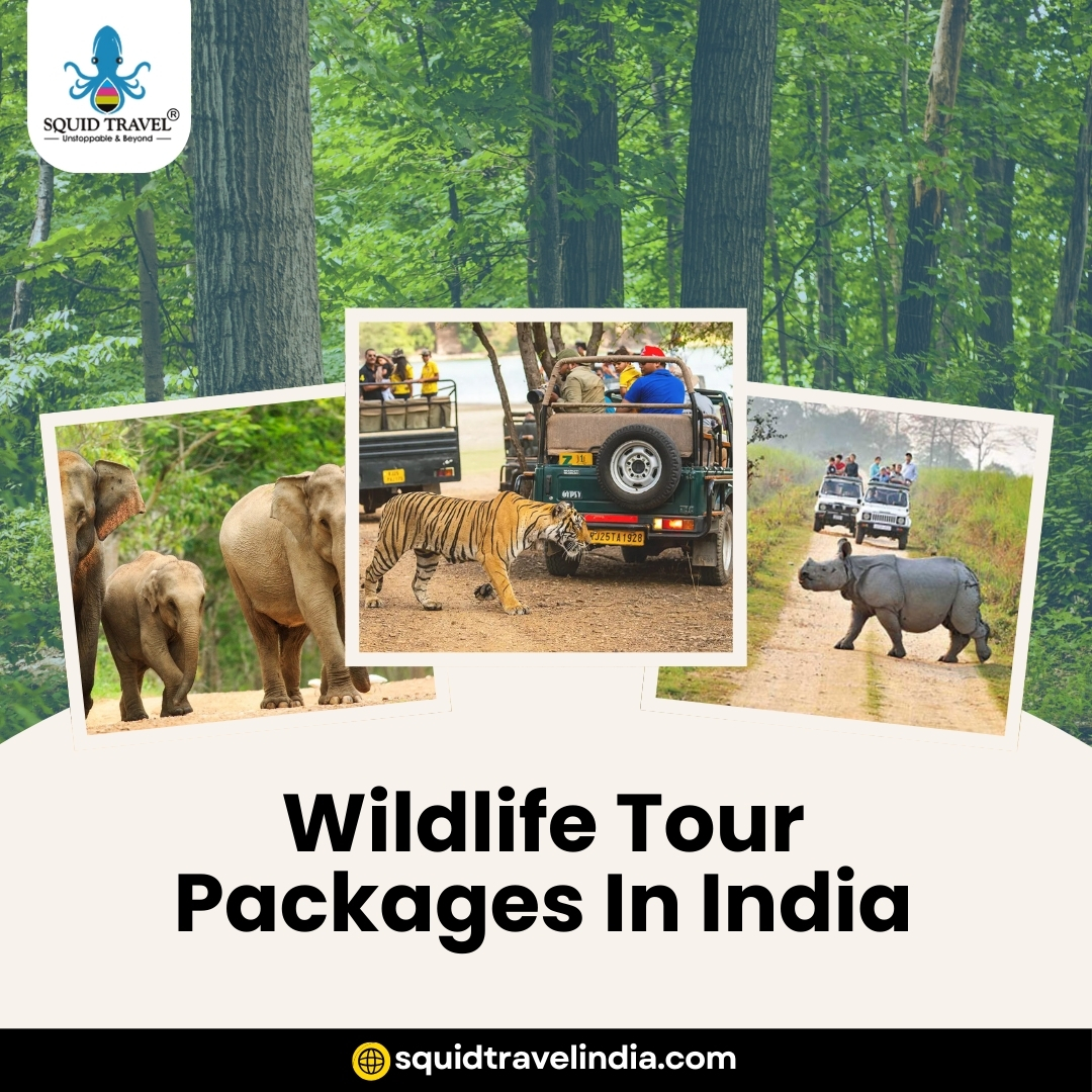 How Do I Choose the Right Wildlife Tour Package in India?