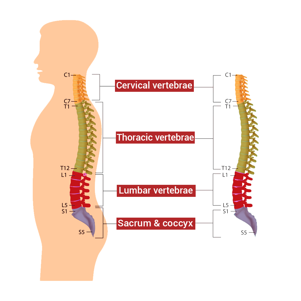 Spine surgeon punjab