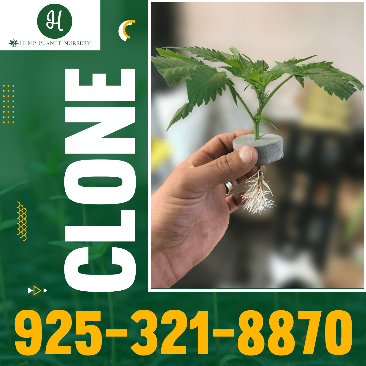 Healthy And Beauty Clones.