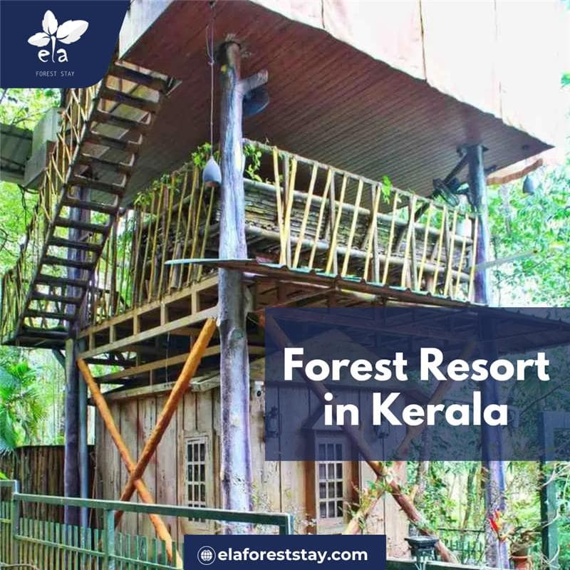 What Amenities Are Provided by Forest Resorts in Kerala?