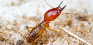 Building and Pest Inspection Craigieburn | Building Inspection