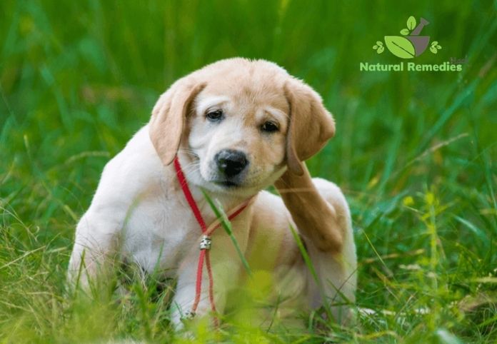 Five natural tips to get rid of fleas on your dog | Home Remedies To Kill Fleas