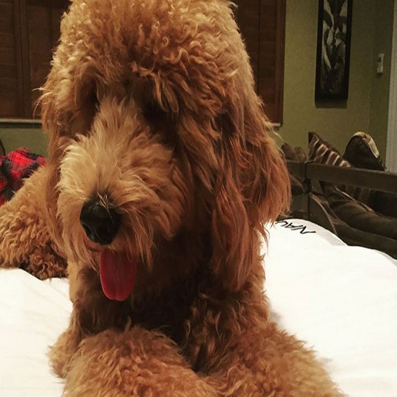 Get home Goldendoodle in Florida